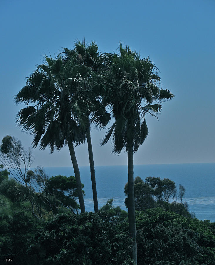 Ocean Brezze Palms Photograph by Debra     Vatalaro