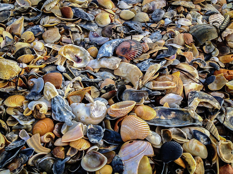 Shell Photograph - Ocean Castaways by Dave Ross
