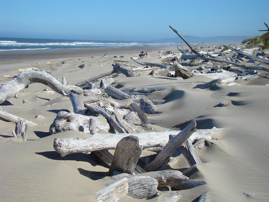 Ocean Coastal art prints Driftwood Beach Photograph by Patti Baslee