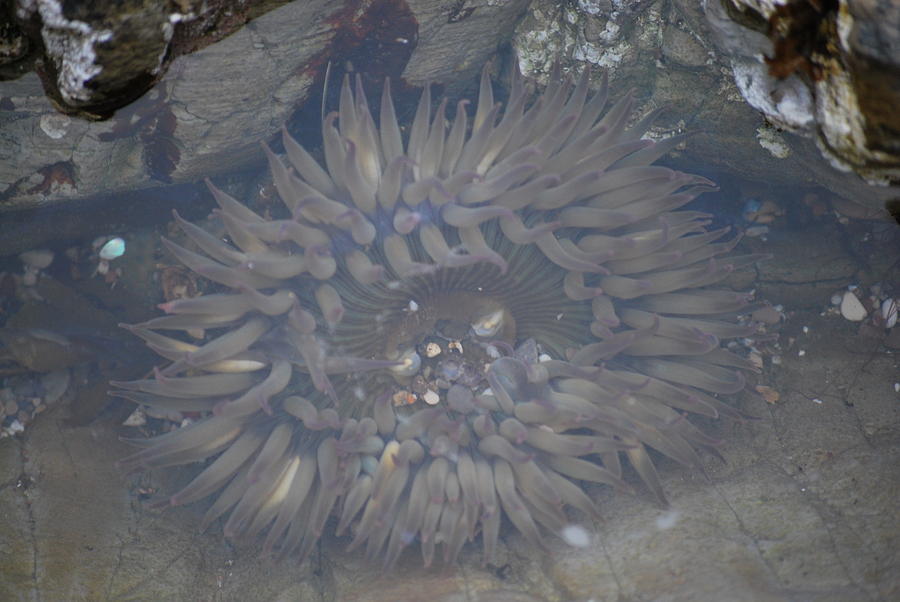 Ocean Critters Photograph by Jessica Saenz