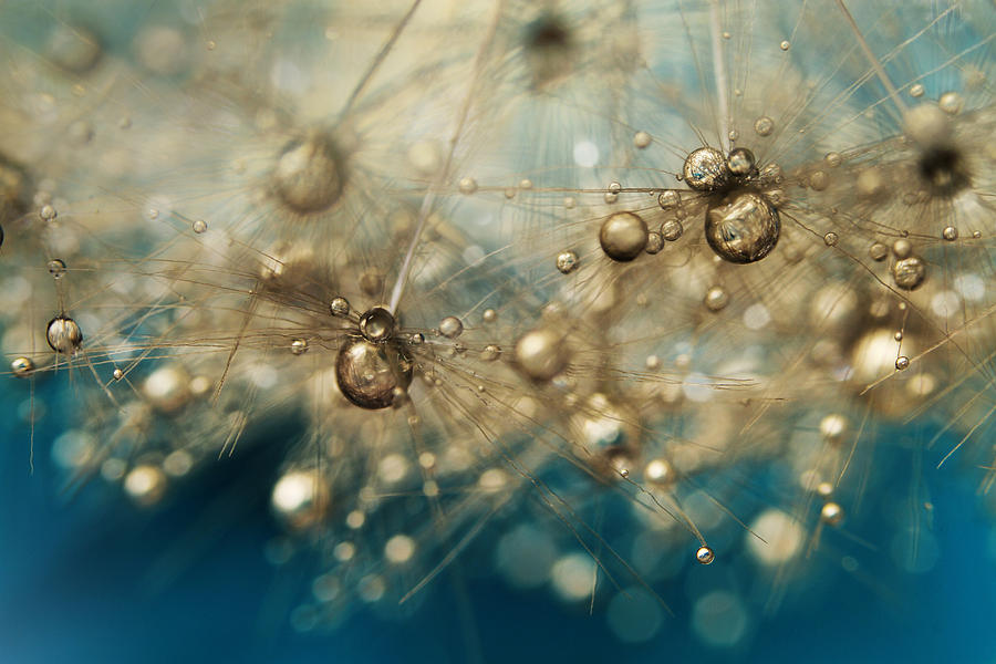 Ocean Deep Dandy Drops Photograph by Sharon Johnstone