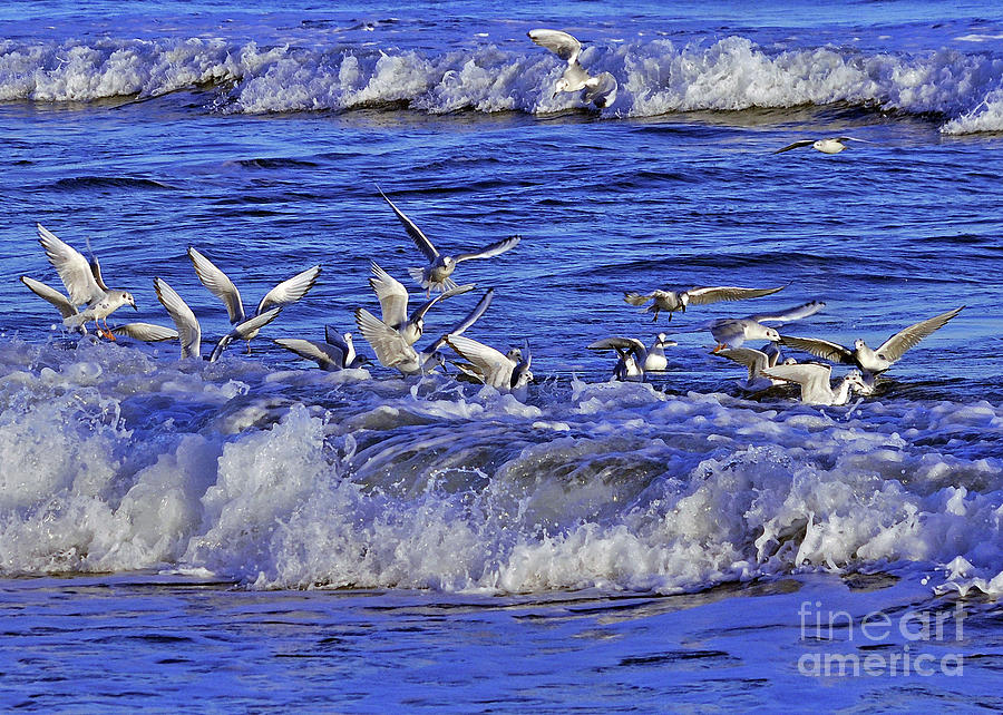 Bird Photograph - Ocean Delight 2 by Lydia Holly