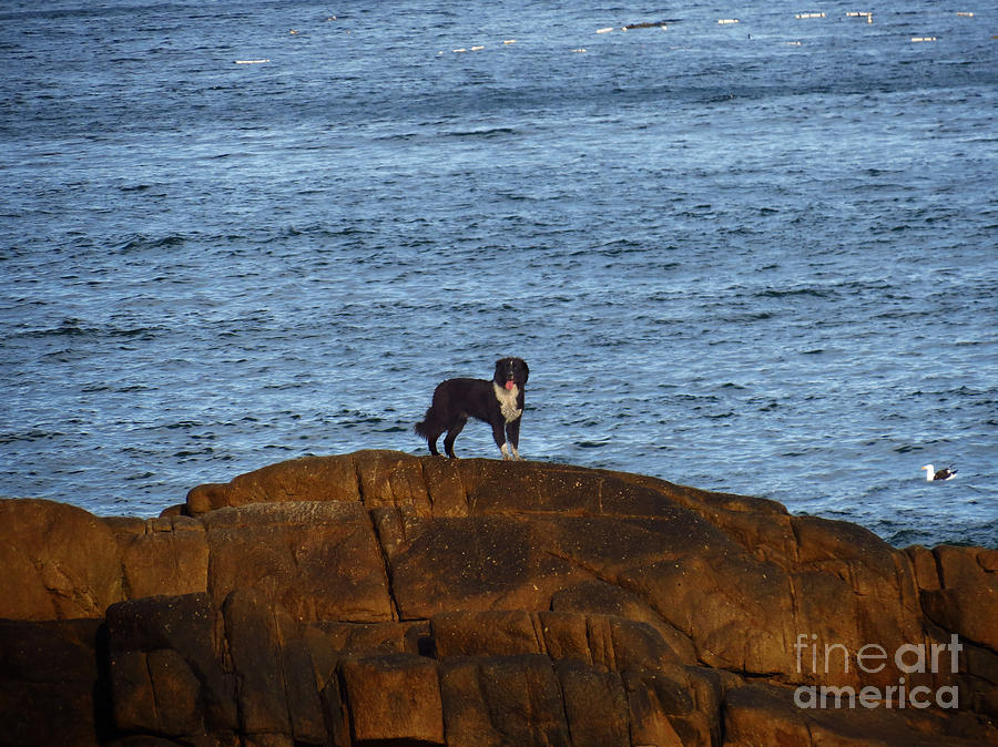 Ocean Dog Photograph by Metaphor Photo