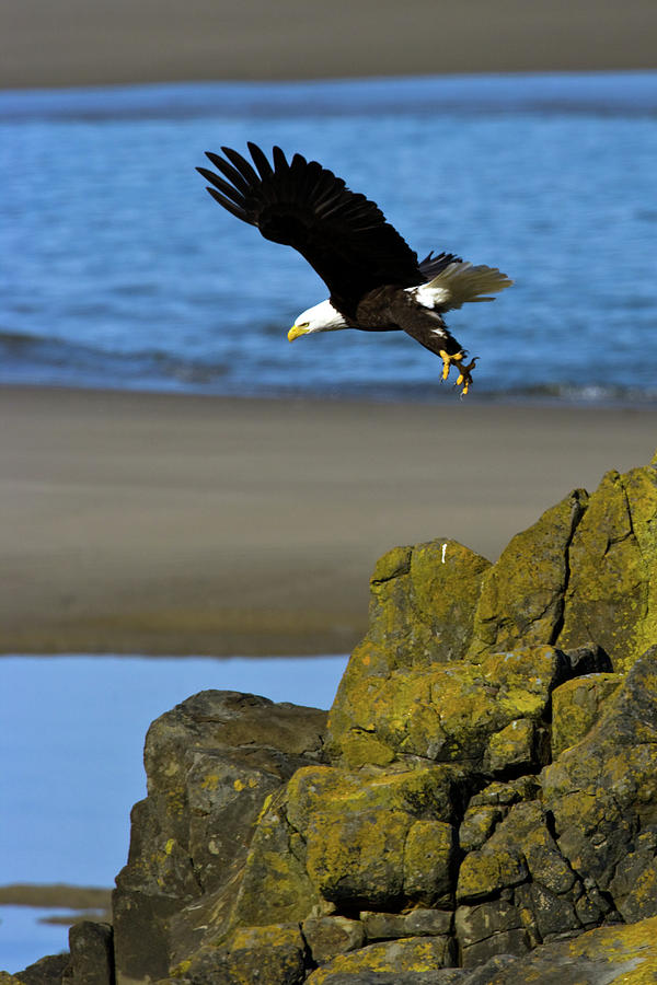 Eagle Photograph - Ocean Eagle by Randall Ingalls