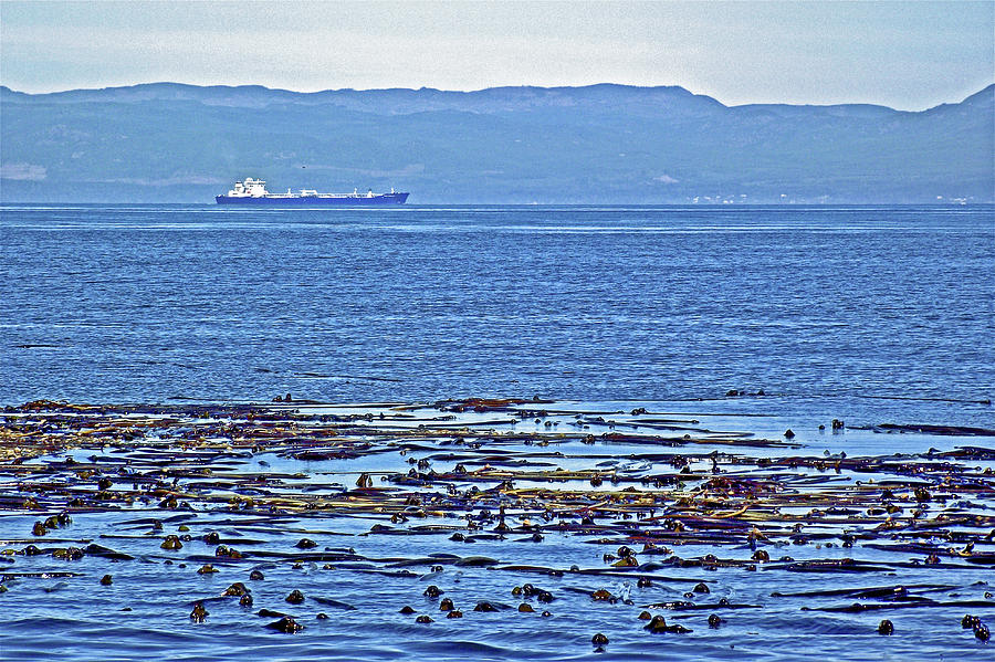 Ocean Liner and Bull Kelp on Strait of San Juan da Fuca, Washington Photograph by Ruth Hager