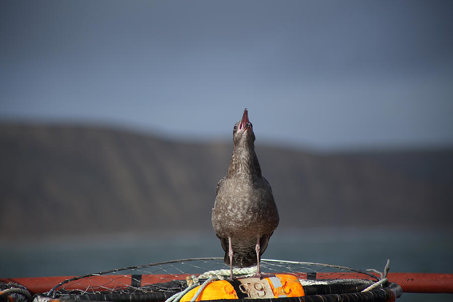 Seagull Photograph - Ocean Music by Damien Pennington