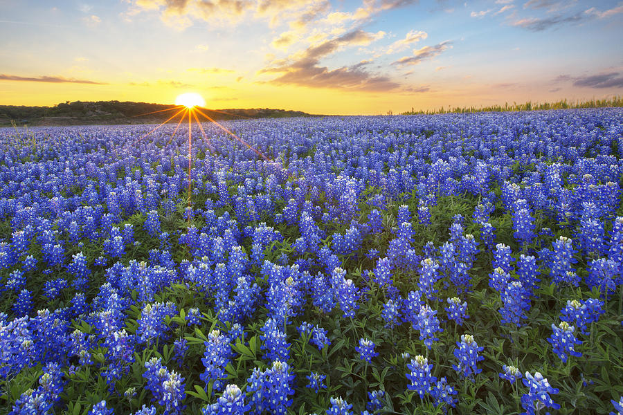 Ocean of Bluebonnets at Sunset 1 Photograph by Rob Greebon