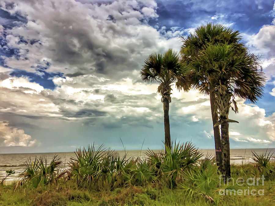 Ocean Palms Photograph by Kerri Farley