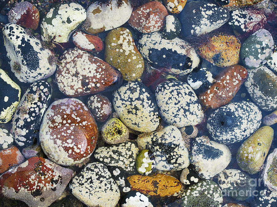 Ocean Pebbles Photograph by Tim Gainey