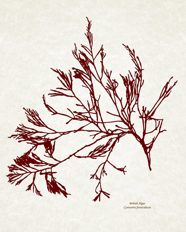 Seaweed Art Cystoseira Foeniculacea Mixed Media by Christina Rollo