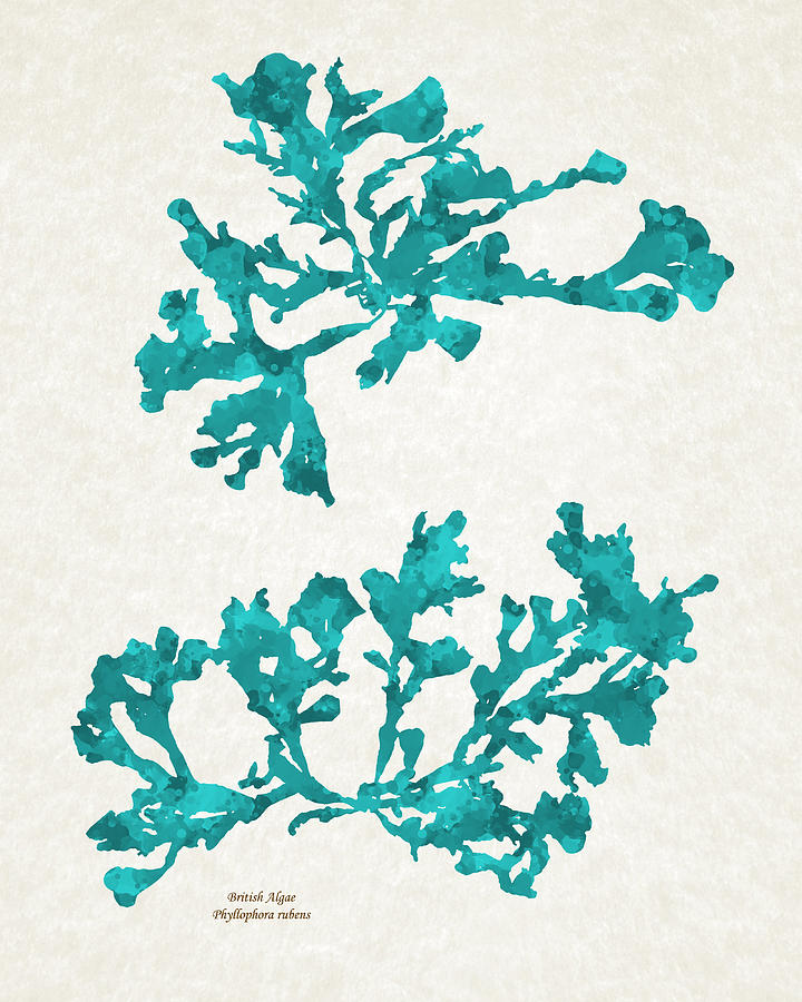Ocean Seaweed Plant Art Phyllophora Rubens Mixed Media by Christina Rollo