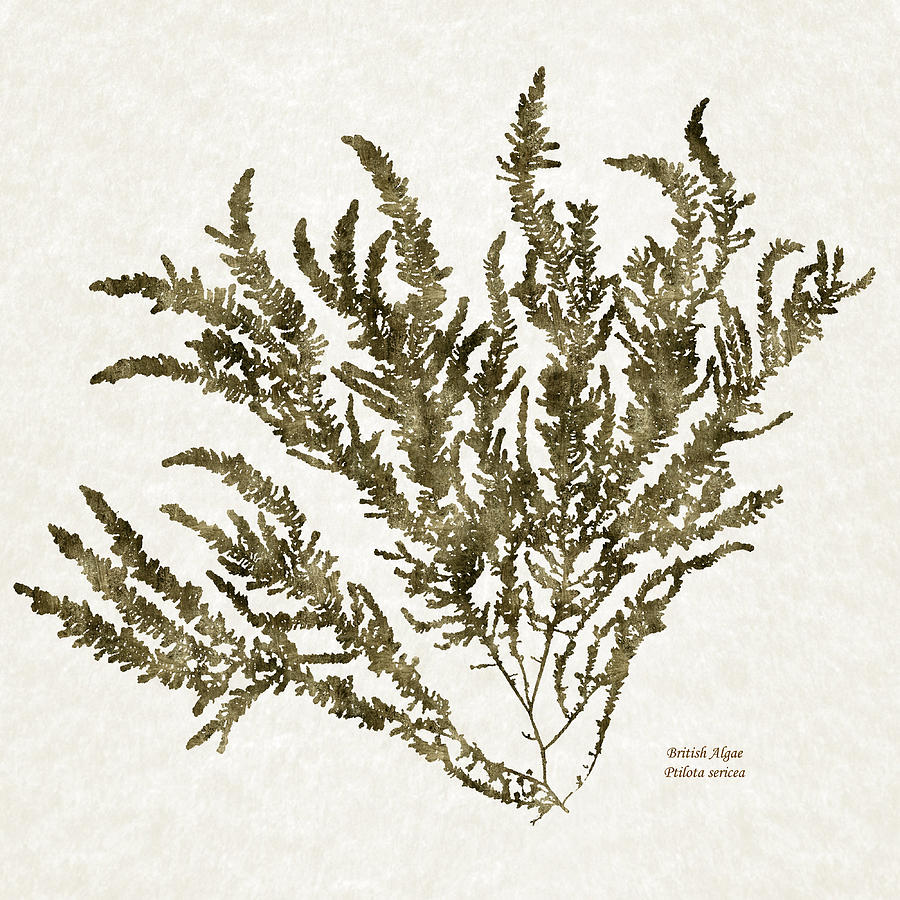 Ocean Seaweed Plant Art Ptilota Sericea Square Mixed Media by Christina Rollo