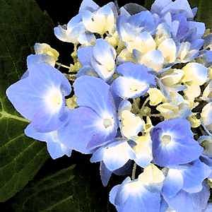 Hydrangea Digital Art - Ocean Smiles 1 by Patti Gettinger Hydrangea Digital Art - Ocean Smiles 1 by Patti Gettinger