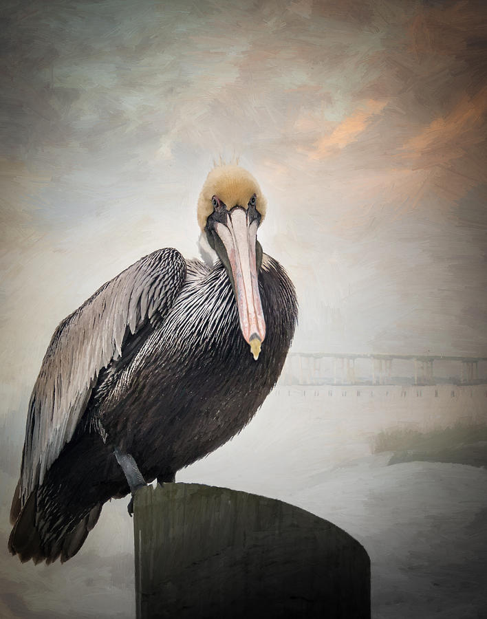 Ocean Springs Pelican Photograph by Sandra Schiffner
