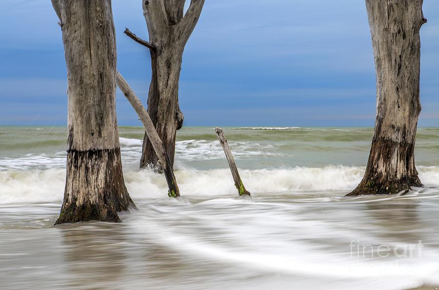 Ocean Stumps Photograph by Karin Pinkham