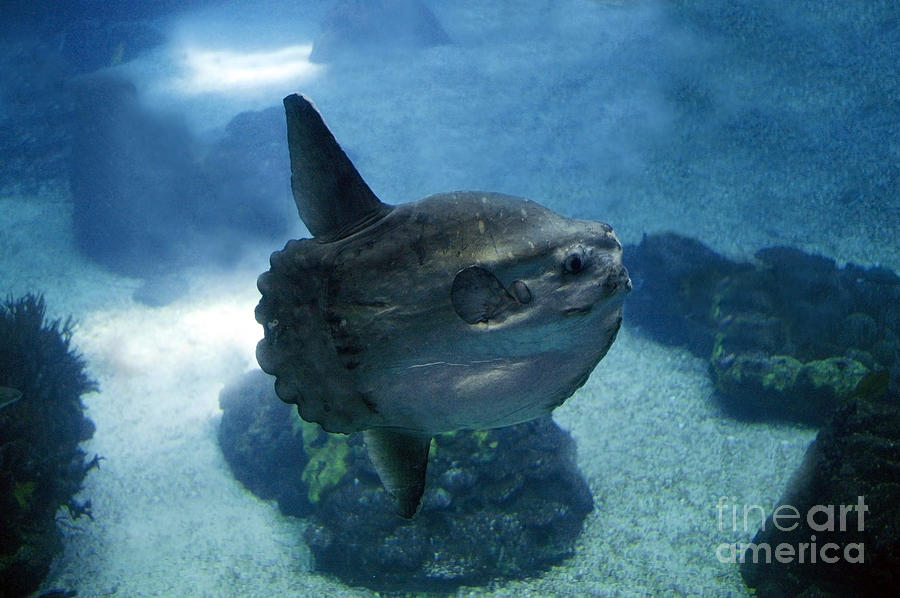 Ocean Sunfish Mola Mola Photograph by Gerard Lacz