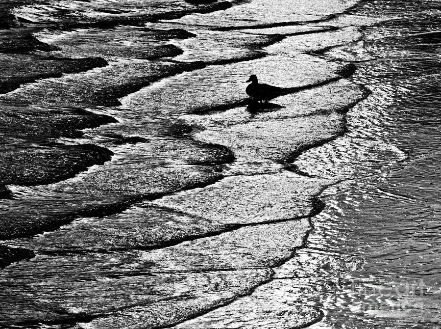 Ocean Surf Beach Scene in Black and White Format Photograph by Carol F Austin