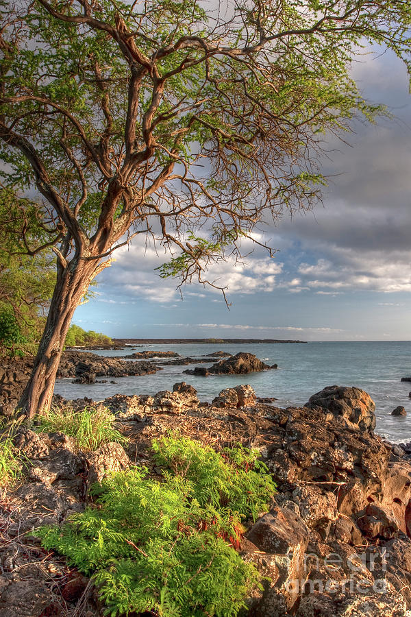 Landscape Photograph - Ocean Tree by Bryan Keil