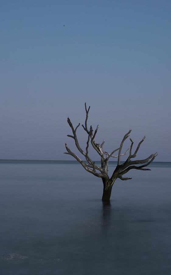 Ocean Tree Photograph by Joe Shrader