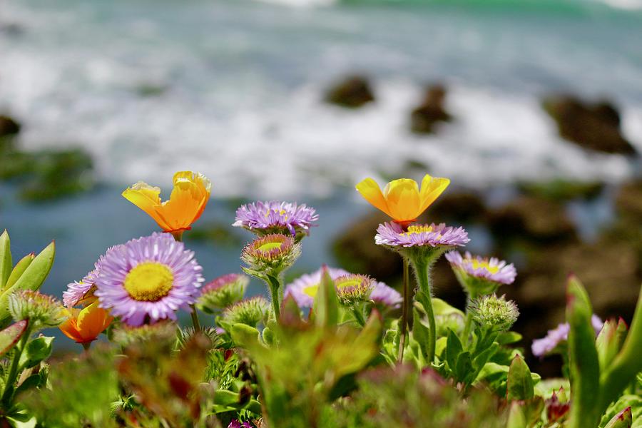 Flower Photograph - Ocean View by Erin Finnegan