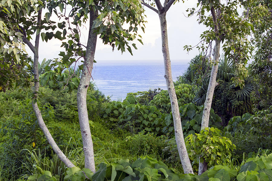 Ocean View Through Jungle Photograph by Frank Wilson