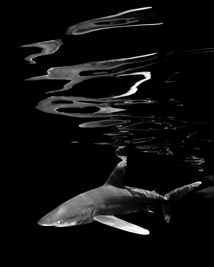 Oceanic White Tip Shark and Surface Reflections In Black and White ...