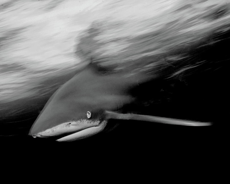 Fish Photograph - Oceanic White Tip Shark in Action in Black and White by Brent Barnes
