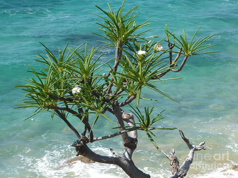 Oceanside flowering tree Photograph by Margaret Brooks