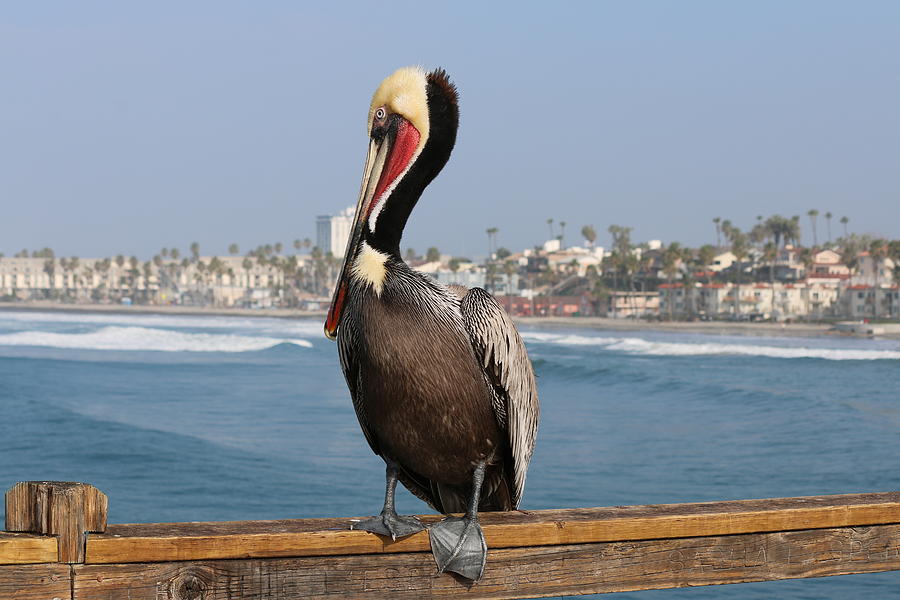 Oceanside Pelican - 2  Photograph by Christy Pooschke