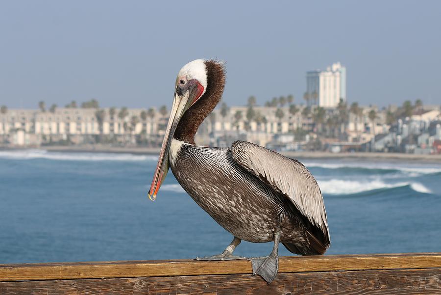 Oceanside Pelican - 3  Photograph by Christy Pooschke