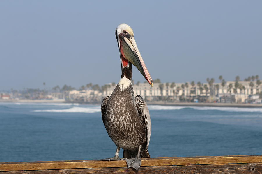 Oceanside Pelican - 4 Photograph by Christy Pooschke