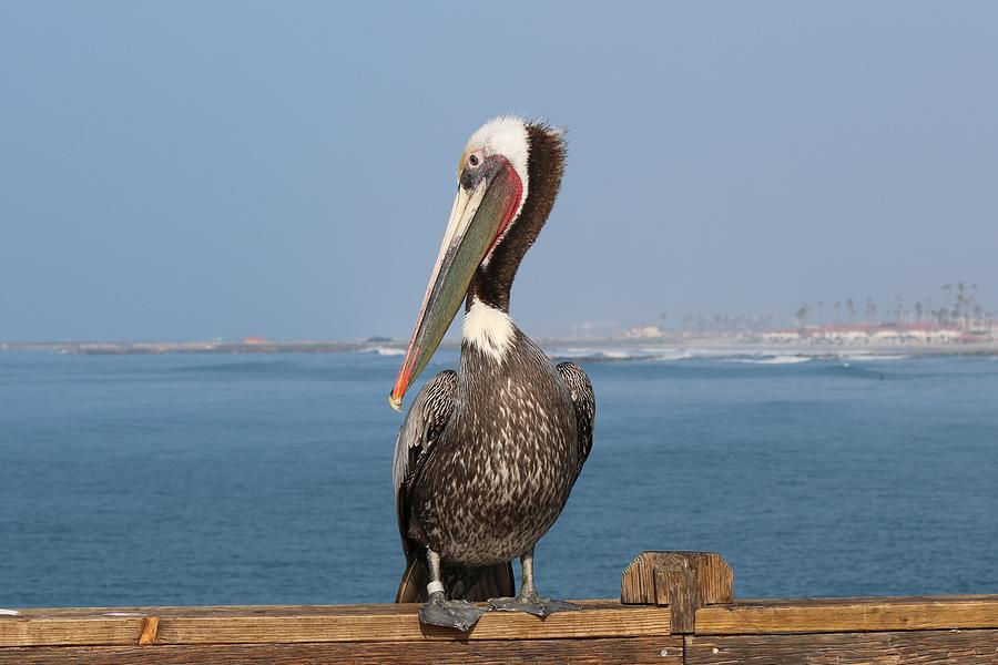 Oceanside Pelican - 5 Photograph by Christy Pooschke
