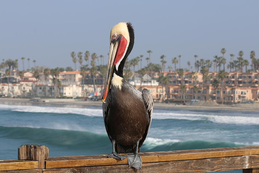 Oceanside Pelican  Photograph by Christy Pooschke
