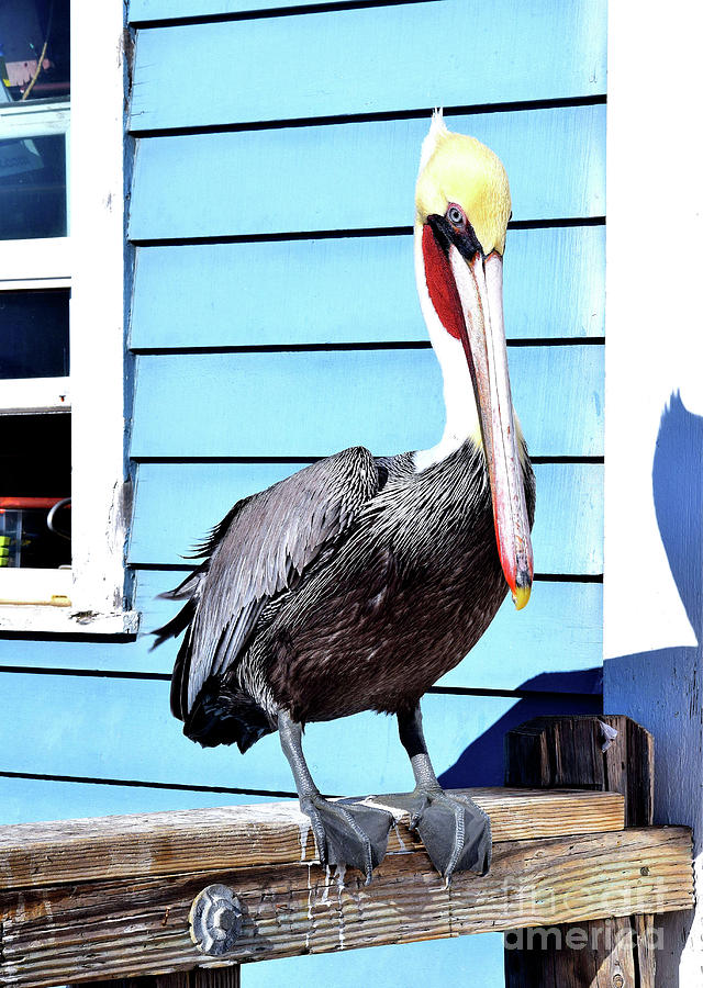 Oceanside Pelican Photograph by Hao Aiken