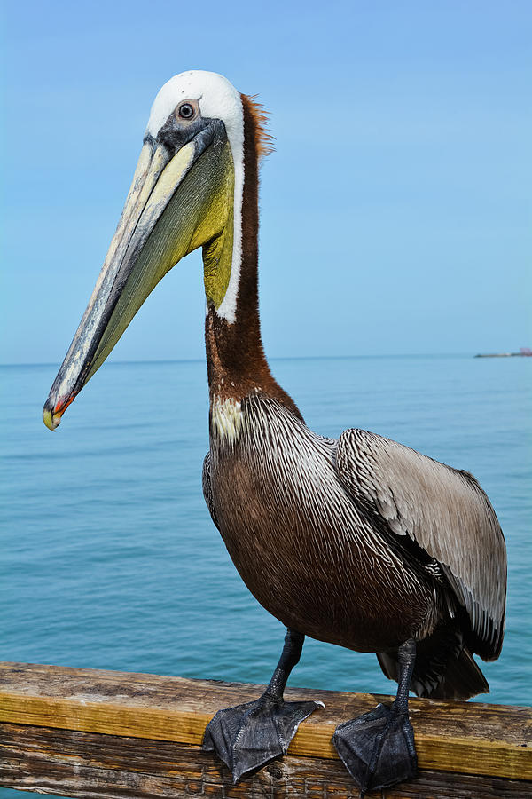 Oceanside Pier Pelican Photograph by Kyle Hanson