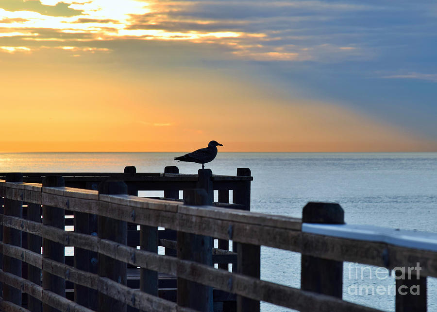 Oceanside Sunset #5 Lone Bird On The Pier Photograph by Hao Aiken