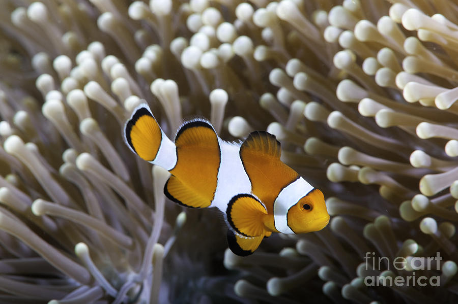 Ocellaris clownfish - Amphiprion ocellaris Photograph by Anthony Totah