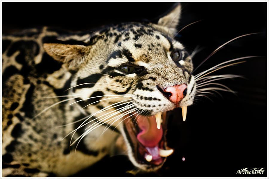 do ocelots roar