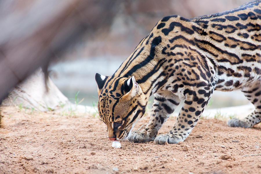 Ocelot and Egg Photograph by SR Green