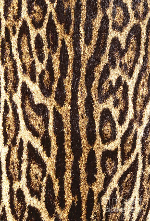 Ocelot Fur Photograph by George Bernard