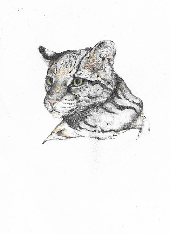 Ocelot Drawing by Marianne Kelly