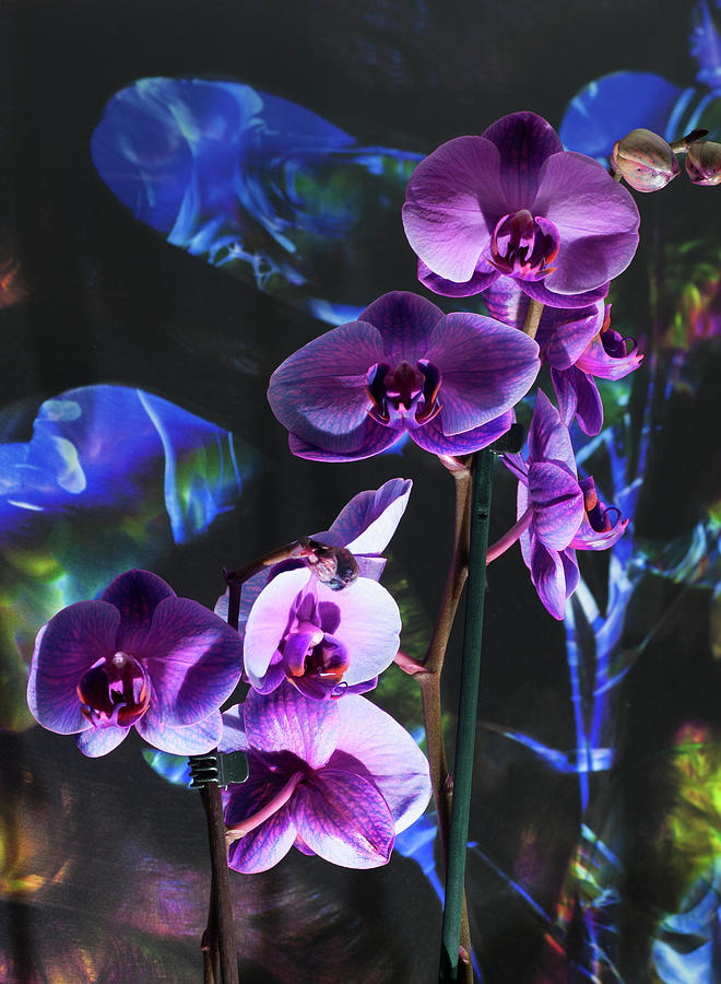 Orchidream by Richard Thomas Orchidream by Richard Thomas