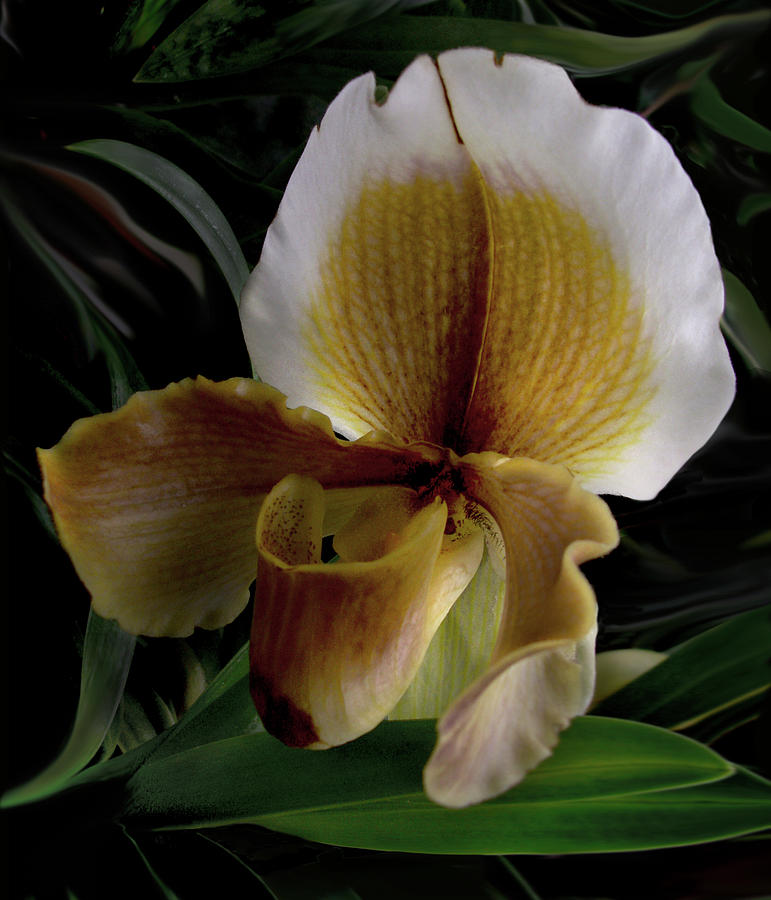 Ochre and White Orchid Photograph by Nancy Griswold