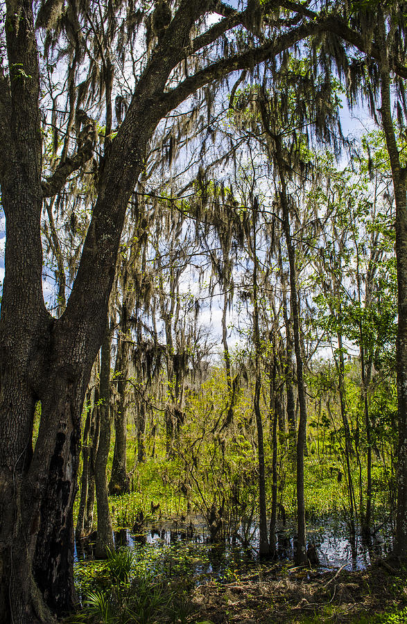 Ocklawaha Spanish Moss in the Swamp Photograph by Deborah Smolinske