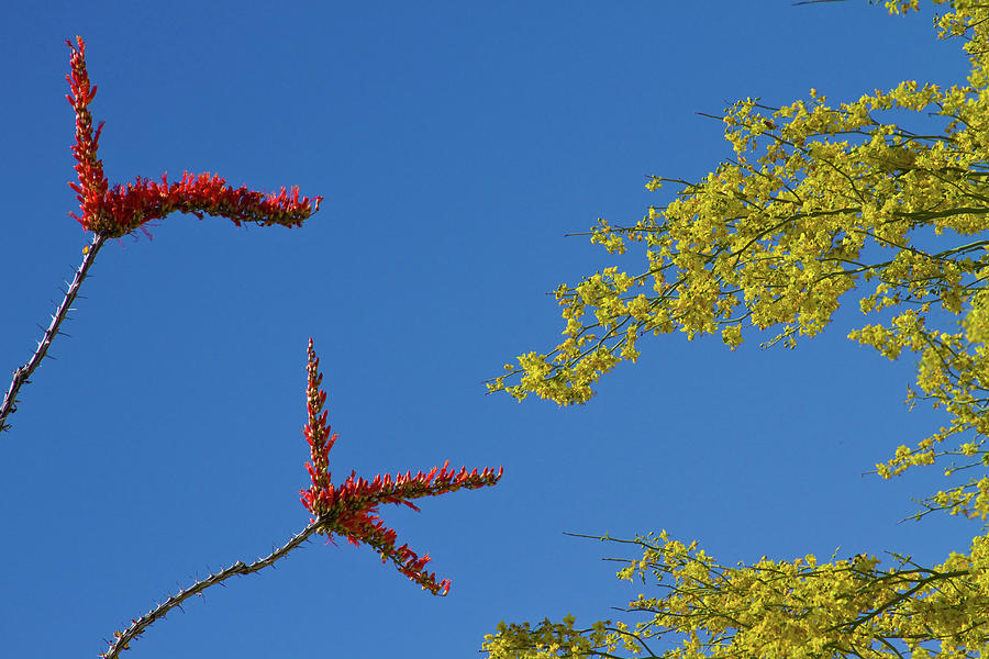 Ocotillo and Palo Verde Blooms Waving in the Wind Photograph by James BO Insogna
