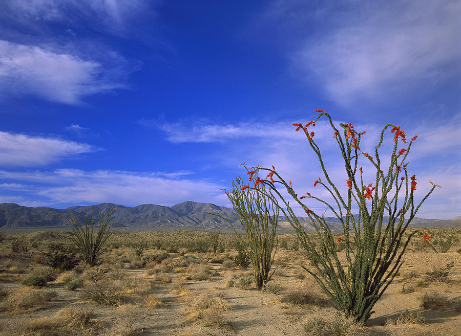 Ocotillo And The Vallecito Mountains Photograph by Tim Fitzharris