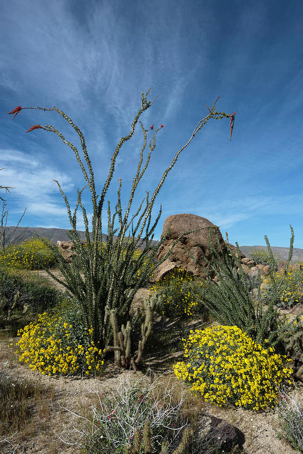 Ocotillo and Wildflowers in Bloom Photograph by Scott Cunningham