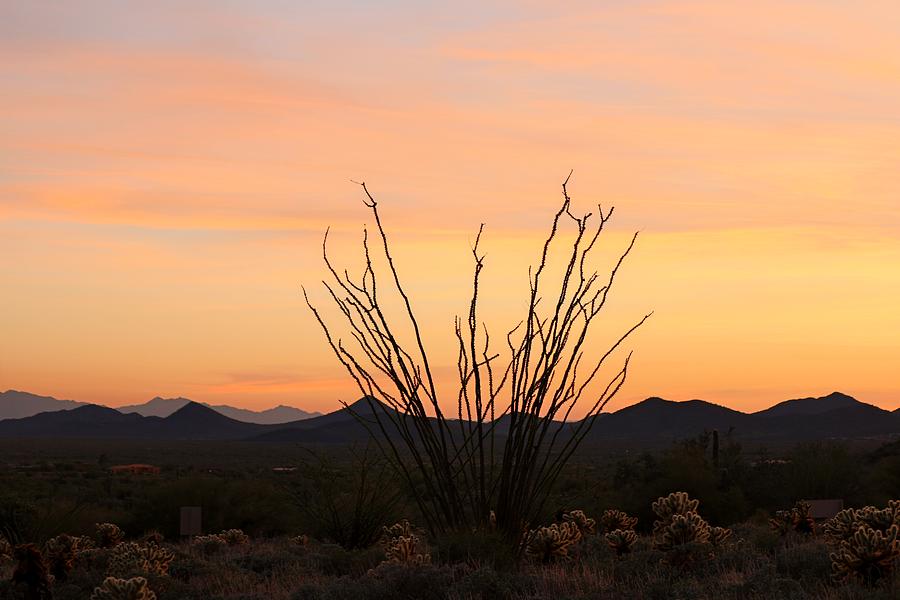 Ocotillo at Sunset  Photograph by Christy Pooschke