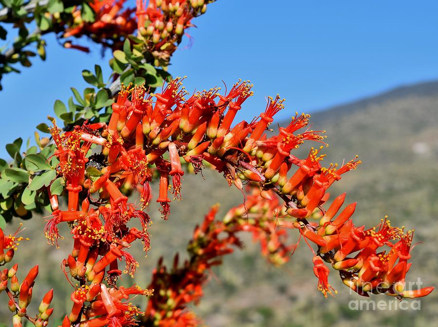 Ocotillo Bliss  Photograph by Janet Marie