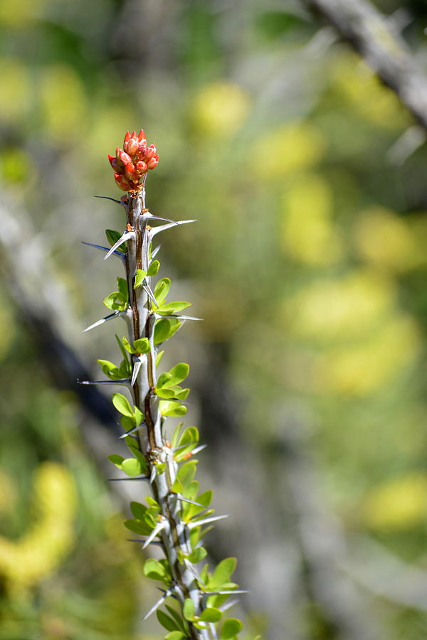 Ocotillo Bloom Photograph by Mark Bell - Pixels